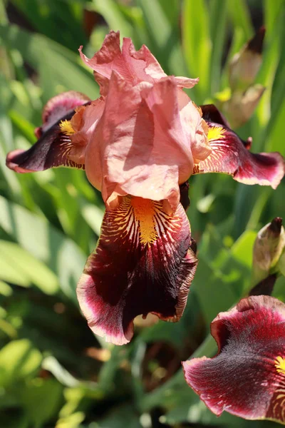 Nádherné Irisy Letní Jarní Zahradě — Stock fotografie