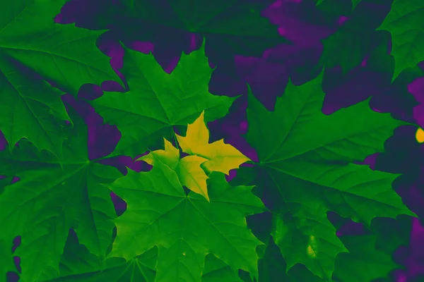 the young early leaves of maple for the background retro vintage