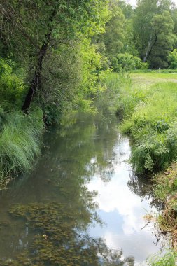 yeşil ormanın yakınındaki nehir, güzel doğa