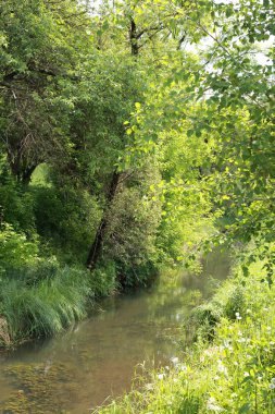 yeşil ormanın yakınındaki nehir, güzel doğa