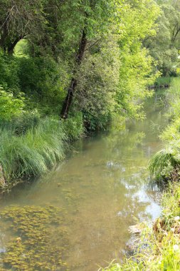 yeşil ormanın yakınındaki nehir, güzel doğa