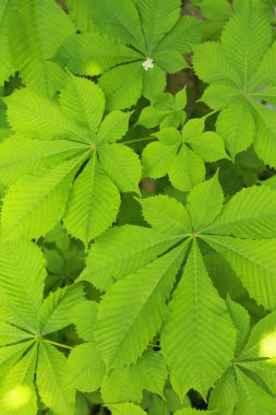 Genç kestane gövde üzerinde yaprakları