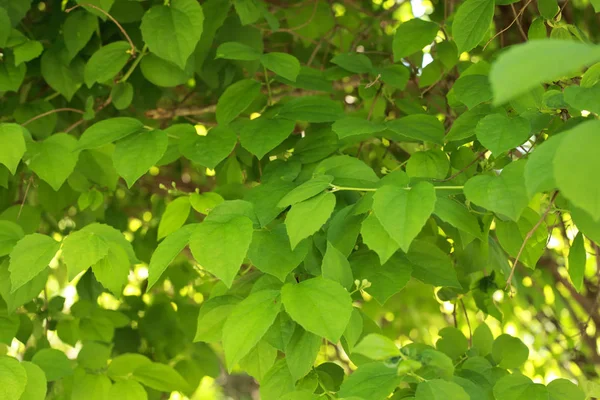 Молодые Сочные Зеленые Листья Ветви Фона — стоковое фото