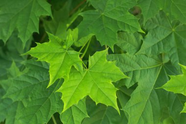 Genç erken bahar yaprakları yeşil akçaağaç vardır