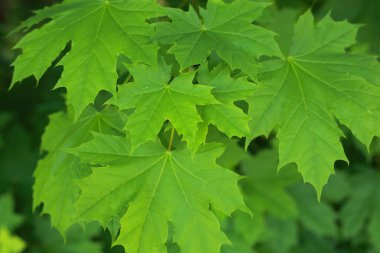 Genç erken bahar yaprakları yeşil akçaağaç vardır