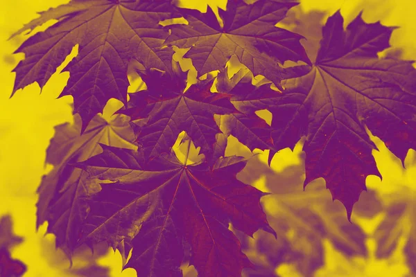 Young Early Leaves Maple Background Retro Vintage — Stock Photo, Image