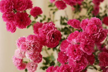 Yaz sabahı güllerin kokusuyla ve sütlü çayla