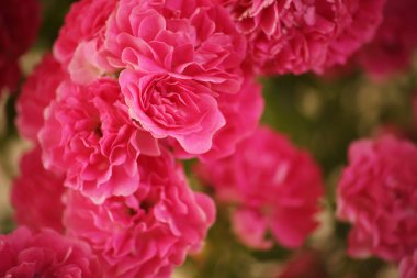 Yaz sabahı güllerin kokusuyla ve sütlü çayla