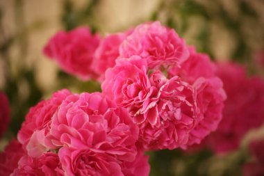 Yaz sabahı güllerin kokusuyla ve sütlü çayla