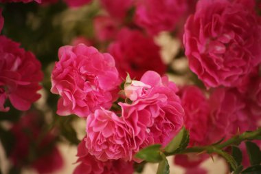 Yaz sabahı güllerin kokusuyla ve sütlü çayla