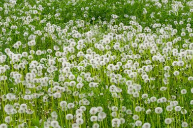 Dandelions gelen beyaz Puffs yeşil mera.