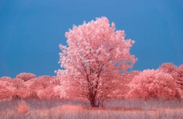 Singlewith Çayır Orman Kırsal Amerika Birleşik Devletleri Nde Renkli Kızılötesi — Stok fotoğraf