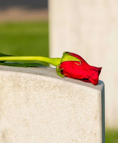 Mezarlık Mezar Taşı Üstüne Tek Solmuş Kırmızı Gül Makro Yakın — Stok fotoğraf