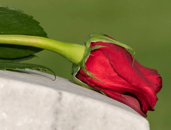 Single Wilted Red Rose Macro Close Atop Cemetery Grave Marker — Stock Photo, Image