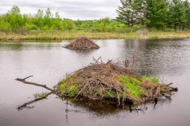 İki Beaver barajlar, kırsal Minnesota William O'Brien State Park.