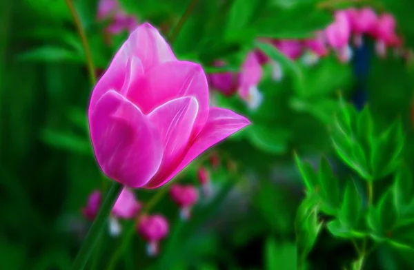 Única Tulipa Pastel Brilhante Jardim Com Fundo Verde Verdejante — Fotografia de Stock