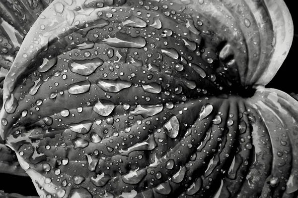 Close Rain Covered Hosta Black White — Stock Photo, Image