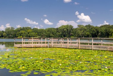 Zambak yastıkları ve yaz aylarında göl kenarında yıpranmış ahşap Dock