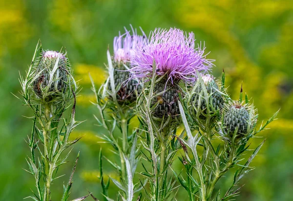 Gruplandırma Mor Thistle Çiçek Sıcak Sarı Arka Plana Sahip Kaynaklanıyor — Stok fotoğraf