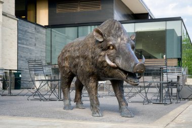 Fayetteville, Ar/ABD - 8 Haziran 2018: Razorback maskot heykel Arkansas Üniversitesi kampüsünde.