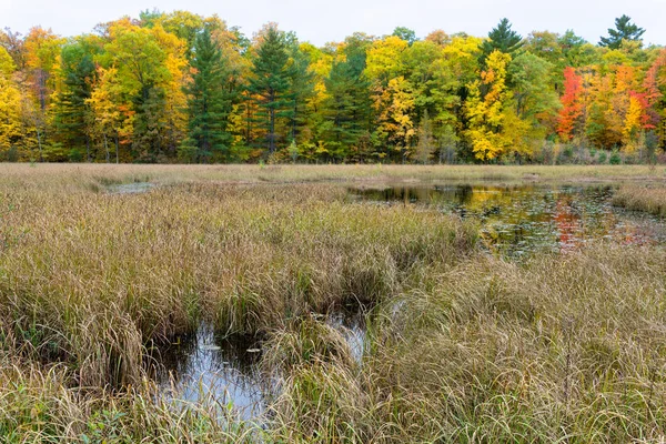 Infödda Lakeshore Gräs Trädgränsen Och Marsh Nära Cumberland Wisconsin — Stockfoto