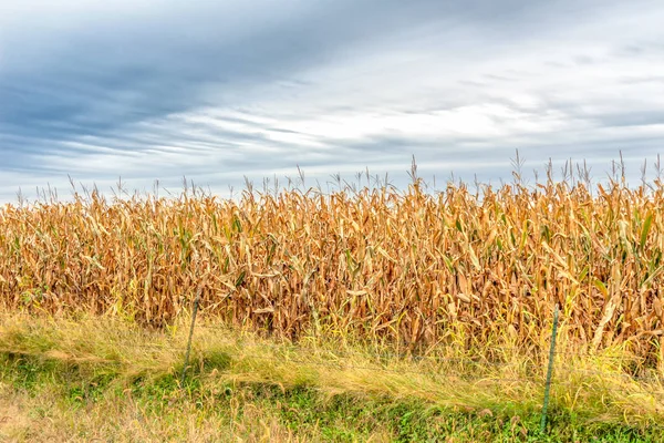 Ripened Corn Field Ready Harvest Late Autumn Snow Sky — Stock Photo, Image