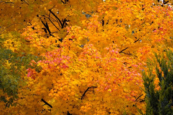 Javor Zářivé Podzimní Žluté Oranžové Červené Barvě — Stock fotografie