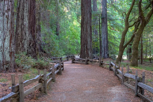 太陽に照らされた大きな盆地州立公園 カリフォルニア 米国で巨大なレッドウッドの森の小道 — ストック写真