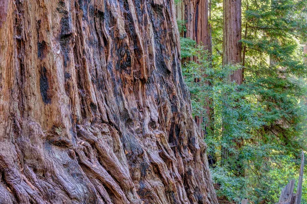 大きな盆地州立公園 カリフォルニア 米国で巨大なレッドウッドの森 — ストック写真