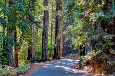 Çok yüksek redwood Sekoya ağaçları büyük havzası Redwoods State Park.