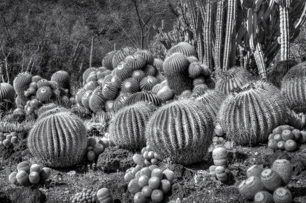 Gathering Desert Barrel Cactus Infrared Black White — Stock Photo, Image