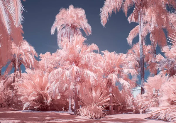 Колекція Пальмових Дерев Пастельному Інфрачервоному Кольорі — стокове фото