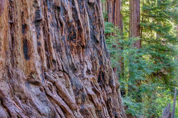 大きな盆地州立公園 カリフォルニア 米国で巨大なレッドウッドの森 — ストック写真