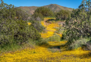 Çöl Katı Vazquez Rocks, Kaliforniya Bahar