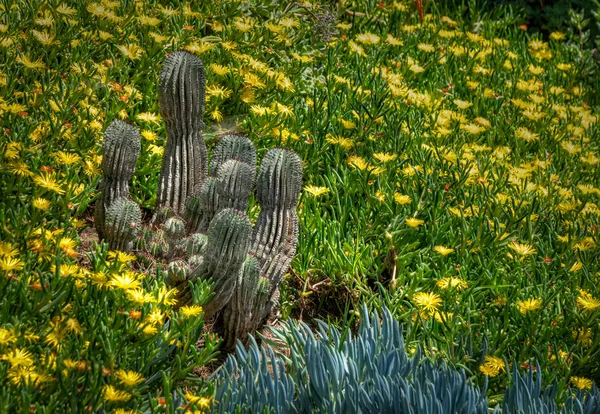 Flowering Cactus Garden in Southern California — Stock Photo, Image