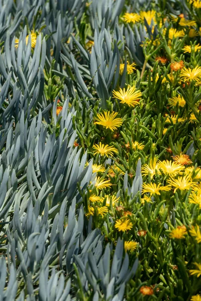 Floración Aloe Garden en el sur de California — Foto de Stock