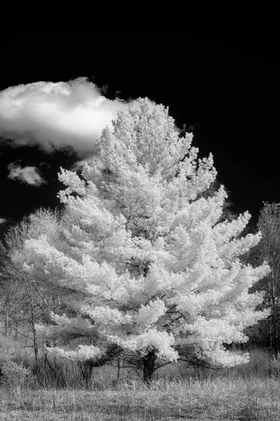 White Pine les na začátku jara v Minnesotě — Stock fotografie