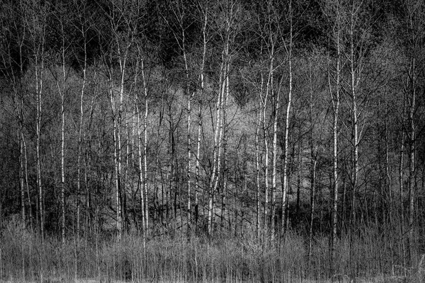 Stand of Aspen no início da primavera em Minnesota — Fotografia de Stock