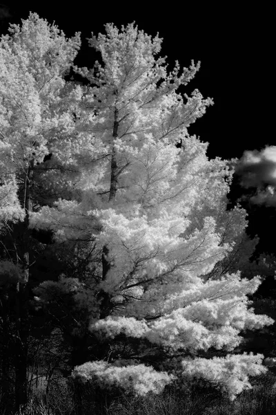 Floresta de pinheiro branco no início da primavera em Minnesota — Fotografia de Stock
