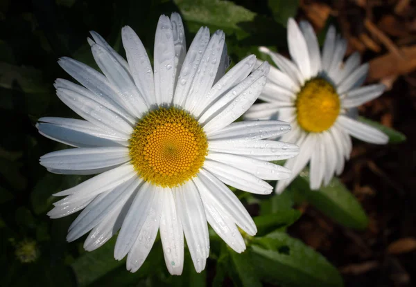 Macro of Two Daisy Flowers Wet After Summer Rains — Stock Photo, Image