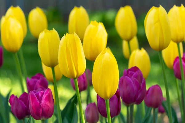 Sunlit Tulip trädgård i morgon ljus — Stockfoto