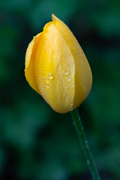 Singel vertikal gul tulpan våt om Spring Rains — Stockfoto