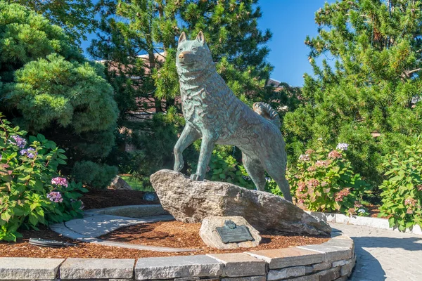 Jonathan Huskie Maskottchen an der Universität von Connecticut — Stockfoto