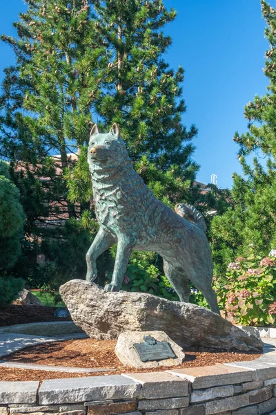 Jonathan Huskie Maskot z University of Connecticut — Stock fotografie