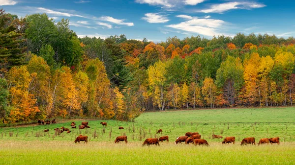 Cattle Grazing Pasture Backdrop Autumn Foliage — Stock Photo, Image