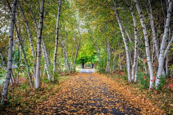 Baumkronen Von Birken Herbst Weg Mit Umgestürzten Blättern — Stockfoto