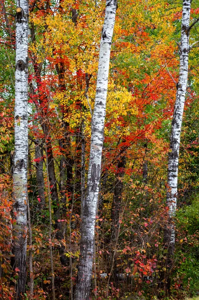 Trzy Brzozy Stojące Lesie Błyskotliwymi Opadającymi Liśćmi — Zdjęcie stockowe