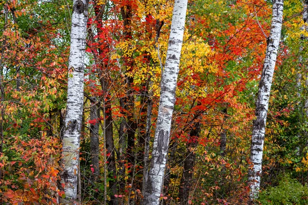 Três Bétulas Floresta Com Brilhante Folhagem Outono — Fotografia de Stock