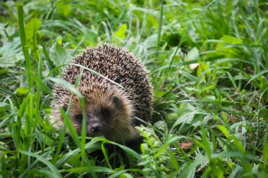 kirpi ziyarete geldi