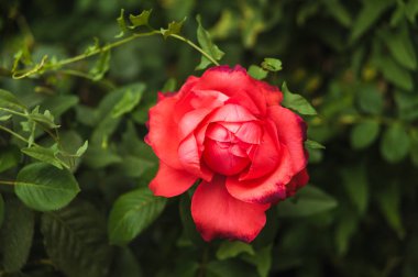 Kırmızı gül yakın çekim yeşil bir arka plan